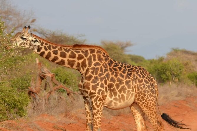 Private 3-Day Tsavo Safari From Mombasa - The Sum Up