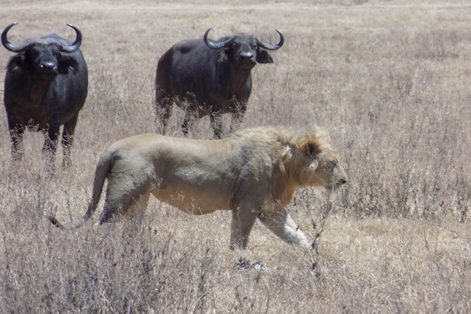 Private 3 Days Wildlife Safari at Tanzania