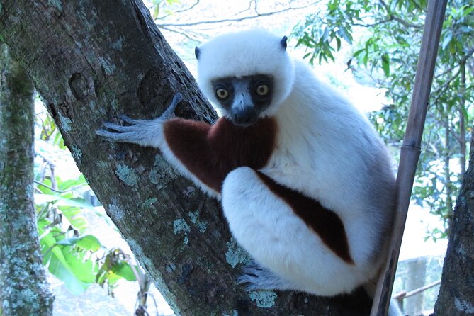 Private 9-Day Morondava Baobabs and Andasibe Lemurs Tour - Additional Suggestions