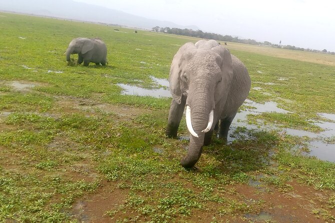 Private Amboseli Overnight Tour - Pricing Information