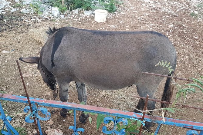 Private Authentic Farm to Table Day Trip From Dubrovnik - Tour Guide Details