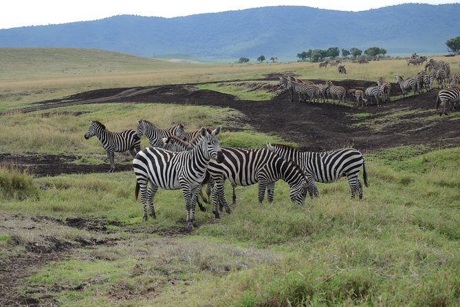 Private Day Tour in Serval Wildlife and Kikuletwa Hot Spring - Booking Information