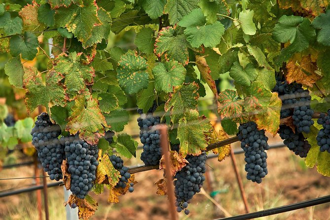 Private Day Trip From Plovdiv To Wine Cellars And Wine Tasting - Additional Info