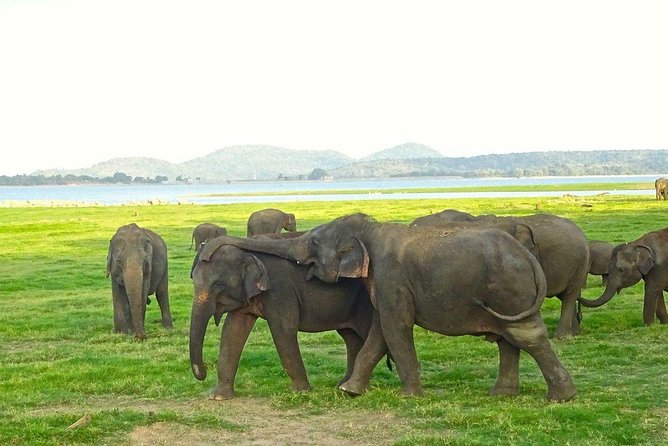 Private Day Trip to Pidurangala Rock & Jeep Safari From Colombo