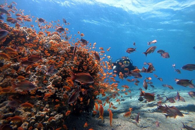 Private Diving Experience in The Heart of Red Sea in Aqaba - Dive Sites and Depths Tailored to You