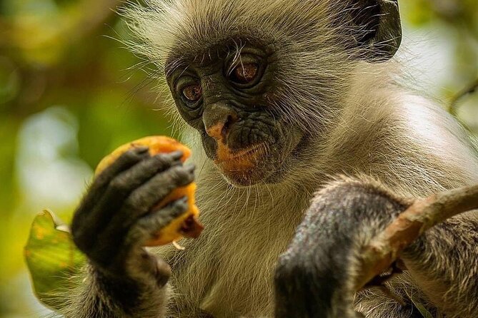 Private Dolphin Tour; Jozani Forest; Paje Beach; Kuza Cave & The Rock Restaurant - Accessibility Details