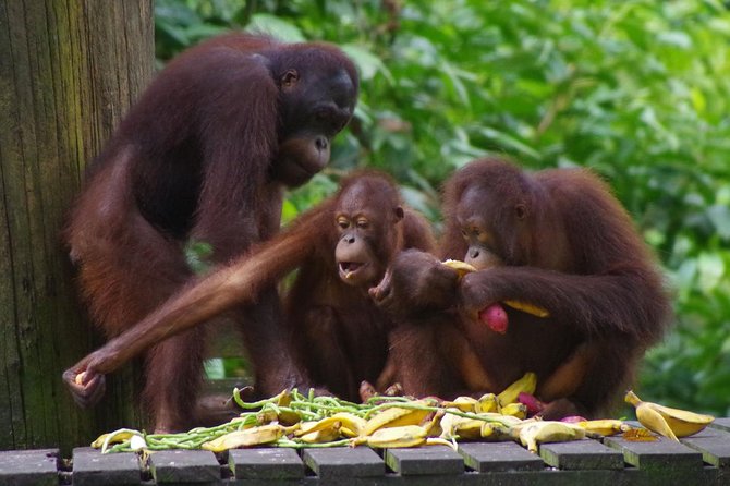 Private Full Day Sepilok Orang Utan, Bornean Sun Bear and Rainforest Discovery Center Tour - Accessibility Details