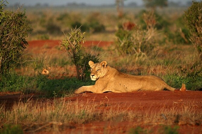 Private Full Day Tour to Tsavo East National Park - Booking Details