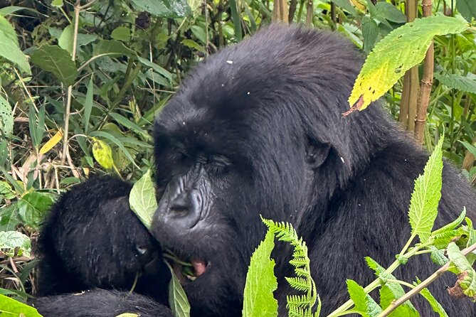 Private Gorilla Trekking Transfer From Kigali to Volcanoes N.Park - Additional Information