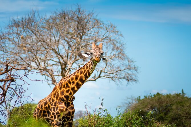 Private Guided Day Tour in Mikumi National Park - Start Time