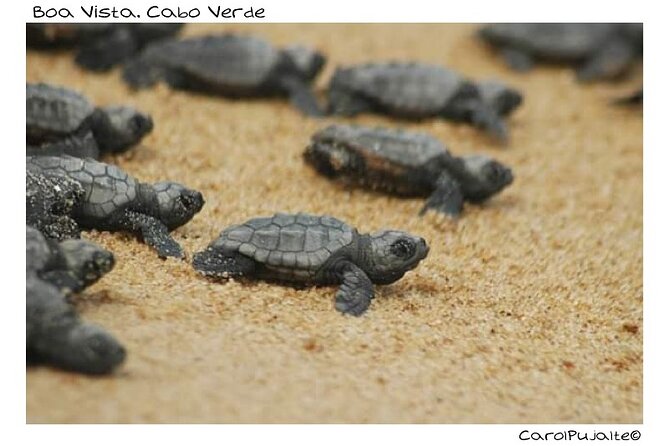 Private Guided Turtle Tour in Boa Vista - Meeting and Pickup