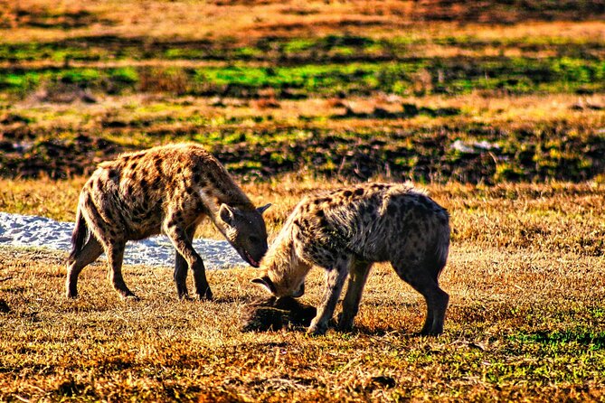 Private Half Day Safari With High Tea Experience in National Park