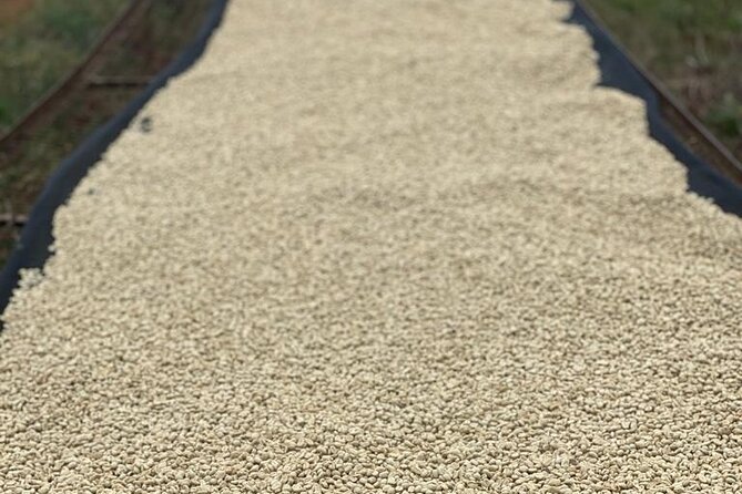 Private Half-Day Tour in Fairview Coffee Farm From Nairobi - Customer Reviews