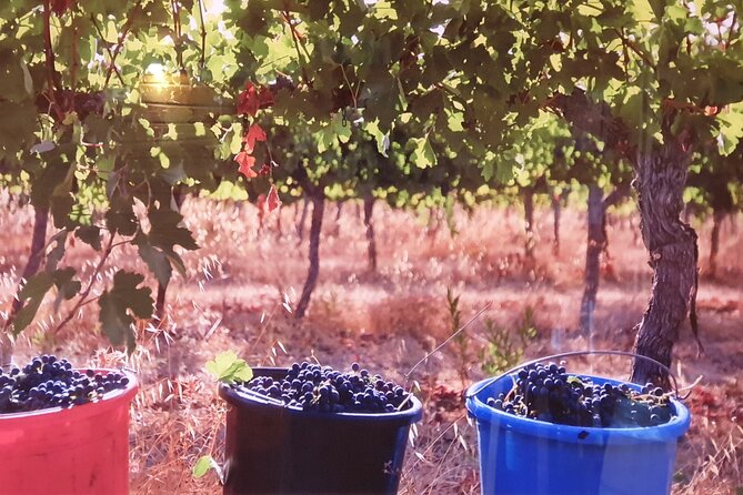 Private Israeli Wines Tour of the Central Israel - Additional Information