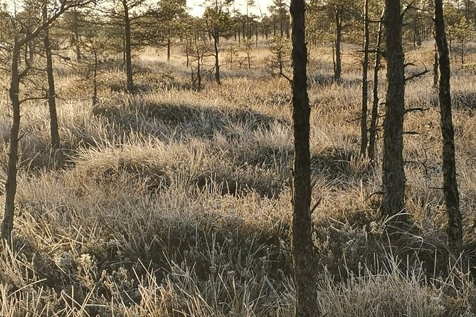 Private Kemeri National Park Bog Walking Trail - Wildlife Encounters
