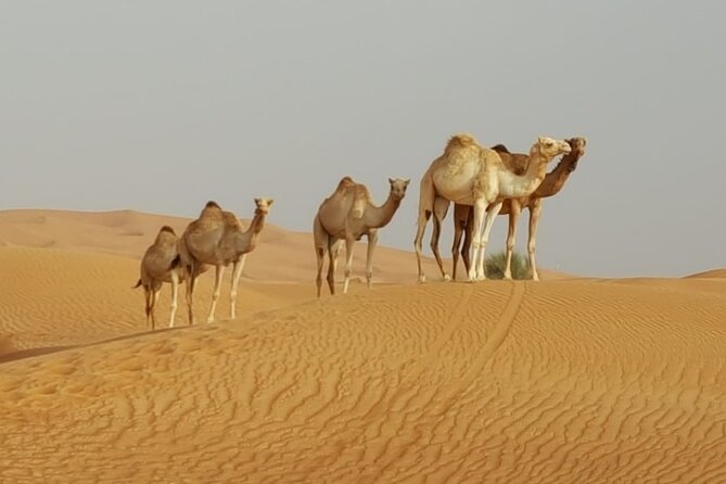 Private Morning Desert Safari From Dubai - Pricing and Reservations
