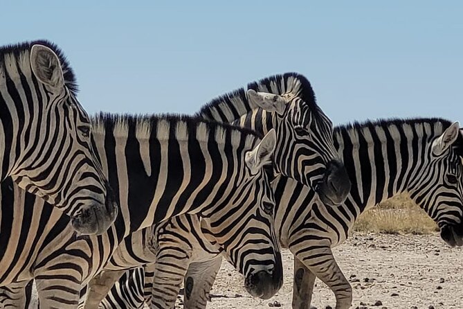 Private Multi-Day Tour Self-Drive for Beginners Safari in Namibia - Tour Inclusions