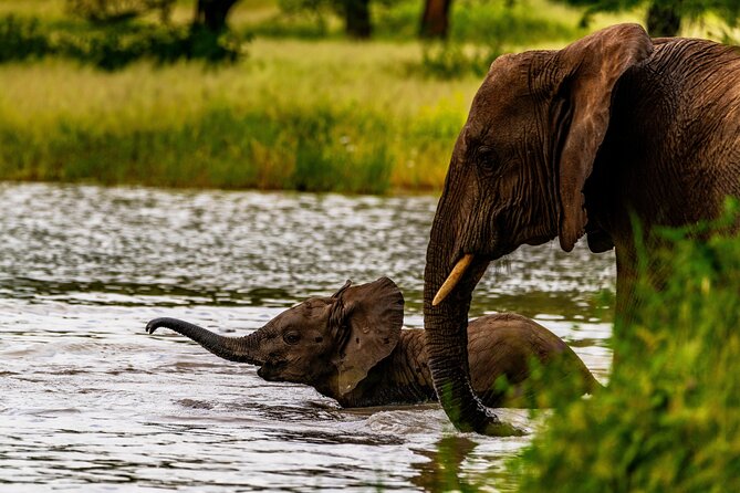 Private Safari in Tarangire National Park - Tour Confirmation and Accessibility