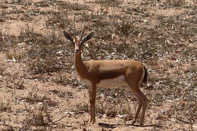 Private Safari in the National Park From Agadir and Taghazout - Accessibility and Amenities