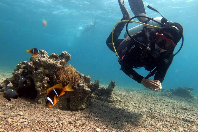 Private Scuba Diving Adventure in the Red Sea of Aqaba - Pricing and Reservation
