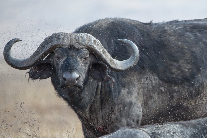 Private Serengeti Safari, Ngoro Crater & Tarangire National Park