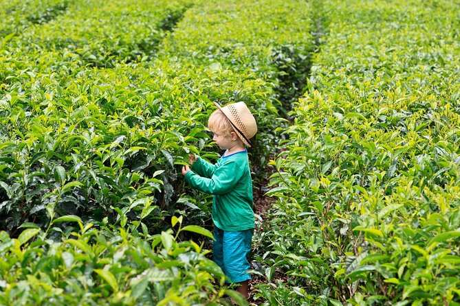 Private South of Mauritius With Tea Tasting, Lunch & VORTEXENERGY - Meeting and Pickup