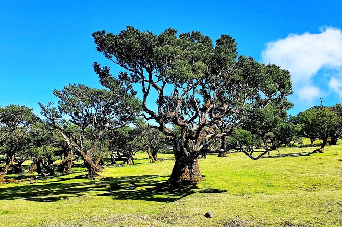Private Sunset Tour With Food and Drinks in Fanal Forest - Start Time: 04:30 Pm
