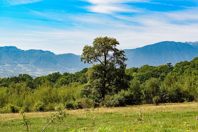 Private Tour Bear Sanctuary & City of Brasov One Day Trip - Tickets Included - Reviews