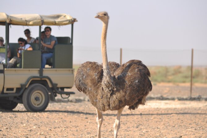 Private Tour Desert Castles Eastern Jordan With Azraq Wetland From Dead Sea - Customer Reviews and Ratings