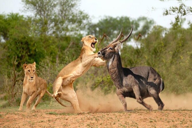 Private Tour of Tsavo East National Park From Mombasa