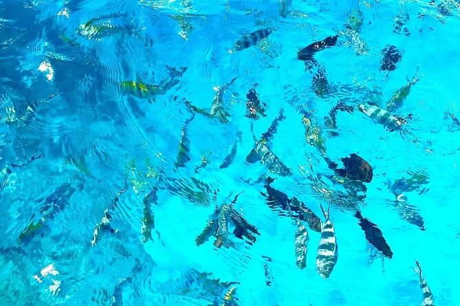 Private Tour to Mnemba Island With Lunch - Customer Reviews