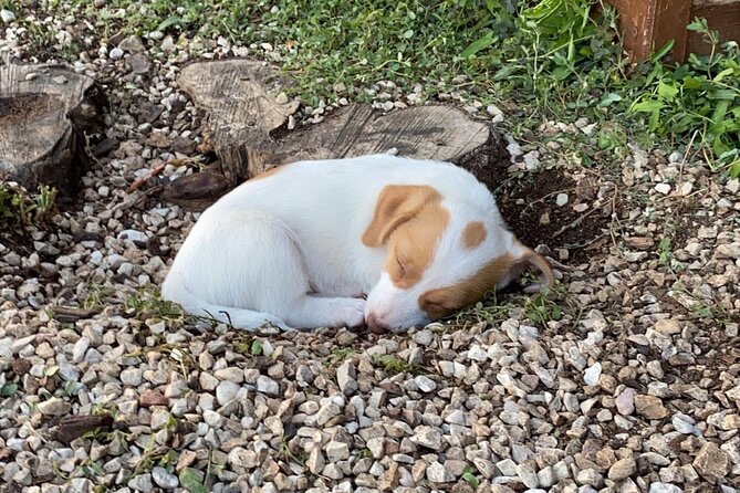 Private Visit to the Animals of the Enchanted Village in Spoleto - Price and Booking