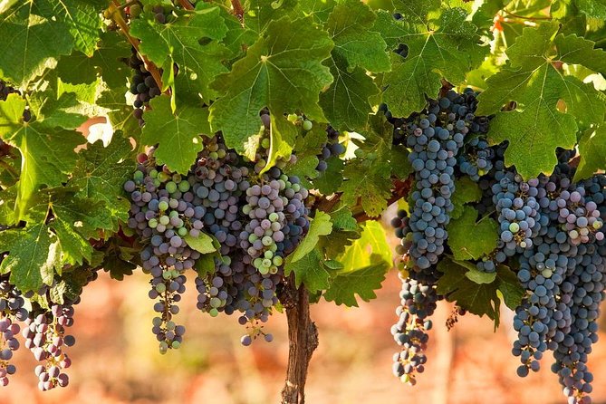 Private Wine Tour of Northern Israel - Booking Information