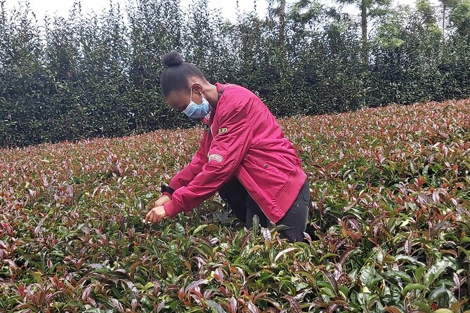 Purple Tea Farm Tour From Nairobi City - Specialty Tea Tasting - Meeting Point Information