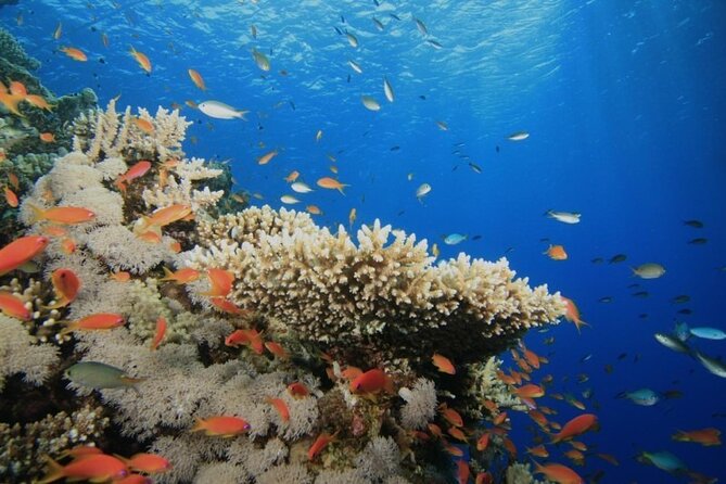 Ras Mohamed Nature Reserve Snorkeling Tour W/ White Island by Yacht - Reviews and Ratings
