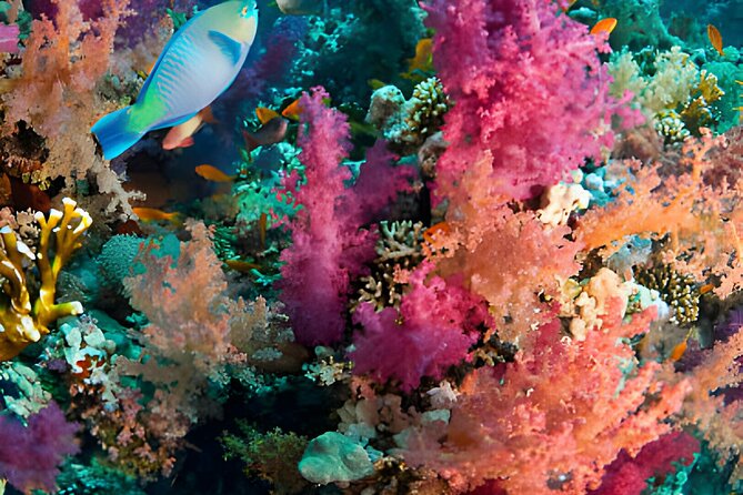 Ras Mohamed, White Island Trip, Two Stops Diving -Sharm El Sheikh - Safety Guidelines