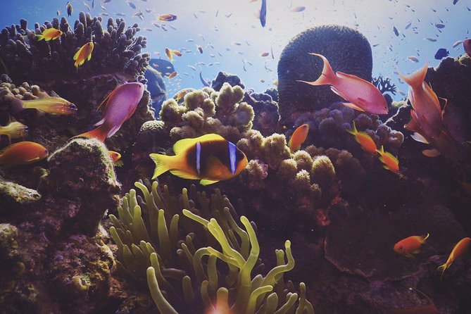 Refresh Dive for Certified Divers - Additional Information
