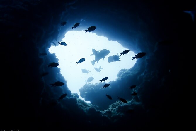 Refreshment Diving Course Experience in LEstartit