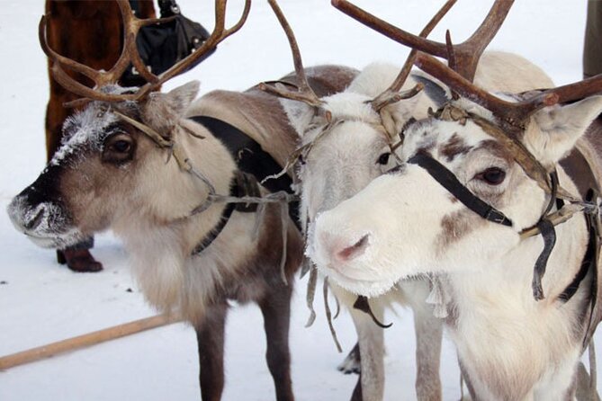 Reindeer Family Trip and Visit to the Husky Kennel - The Sum Up