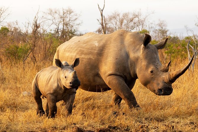 Rhino Walk - The Sum Up