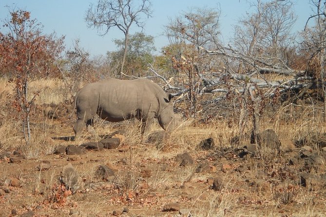 Rhino Walking Safari at Mosi-oa-Tunya National Park - Reviews