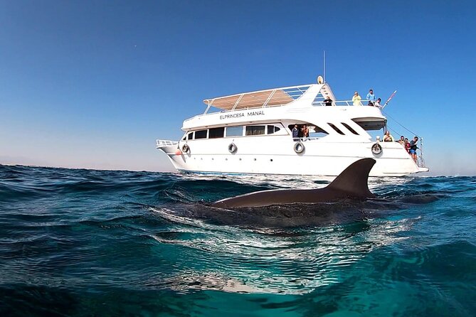 Royal Dolphin House Sea Trip Hurghada - Review Example