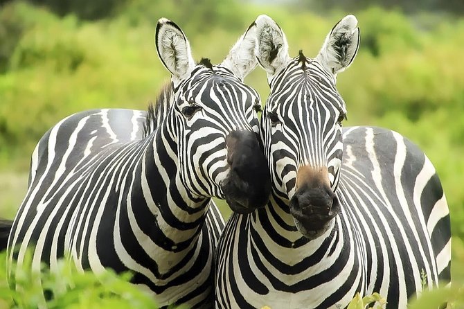 Ruaha, Selous/Nyerere, Mikumi National Parks From Dar Es Salaam - Review Information