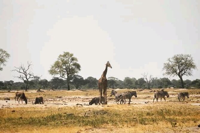 Safari Game Drive in Zambezi National Park - Reviews
