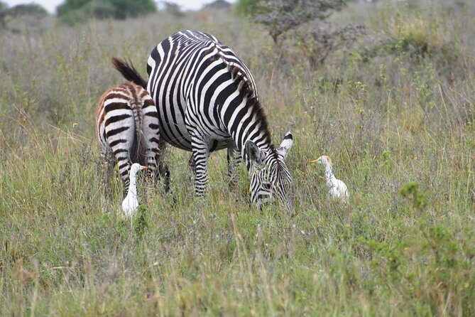 Safari in Nairobi Kenya National Park Half Day Tour - Customer Reviews