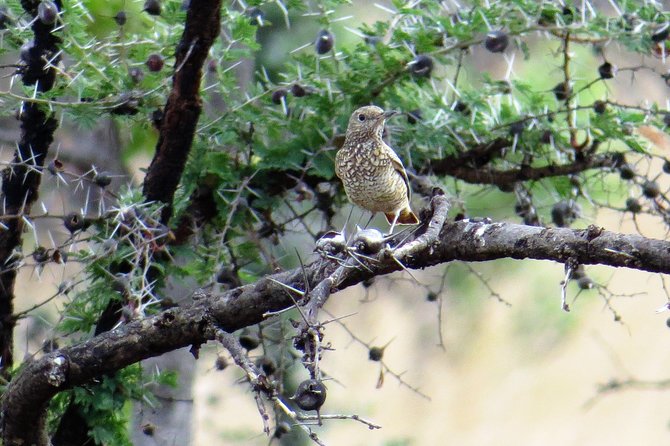 Safari in Pian Upe Game Reserve - Review Rating and Verification Process
