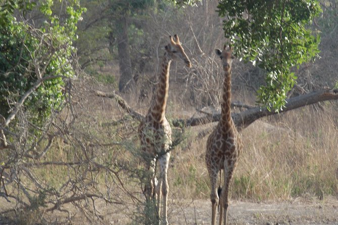 Safari To Fathala, Senegal - Additional Considerations