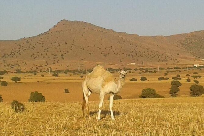 Sahara Desert 2 Days Trip From Agadir - Inclusions and Exclusions