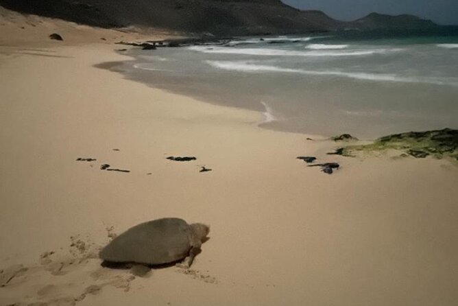Sal Island: Sea Turtle Experience From Santa Maria - Guide Expertise