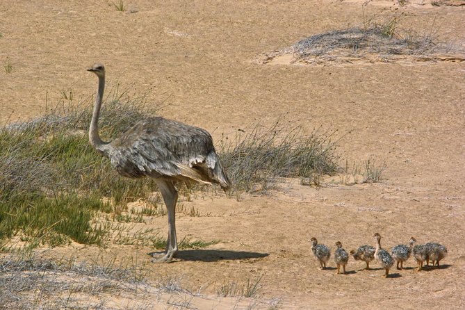 Sandwich Harbour Half-Day 4x4 Tour (5 Hours) From Walvis Bay - Frequently Asked Questions